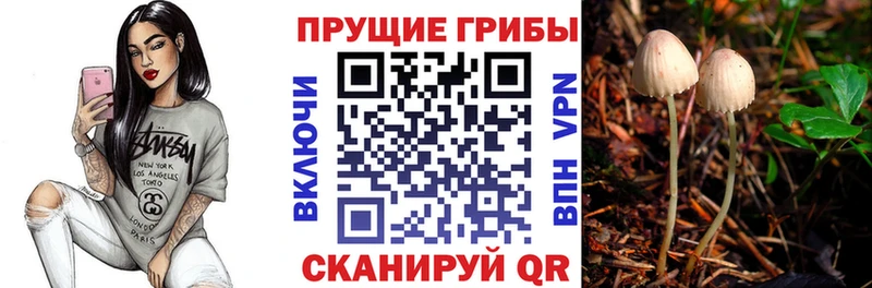 omg рабочий сайт  Багратионовск  Псилоцибиновые грибы мицелий  дарнет шоп 